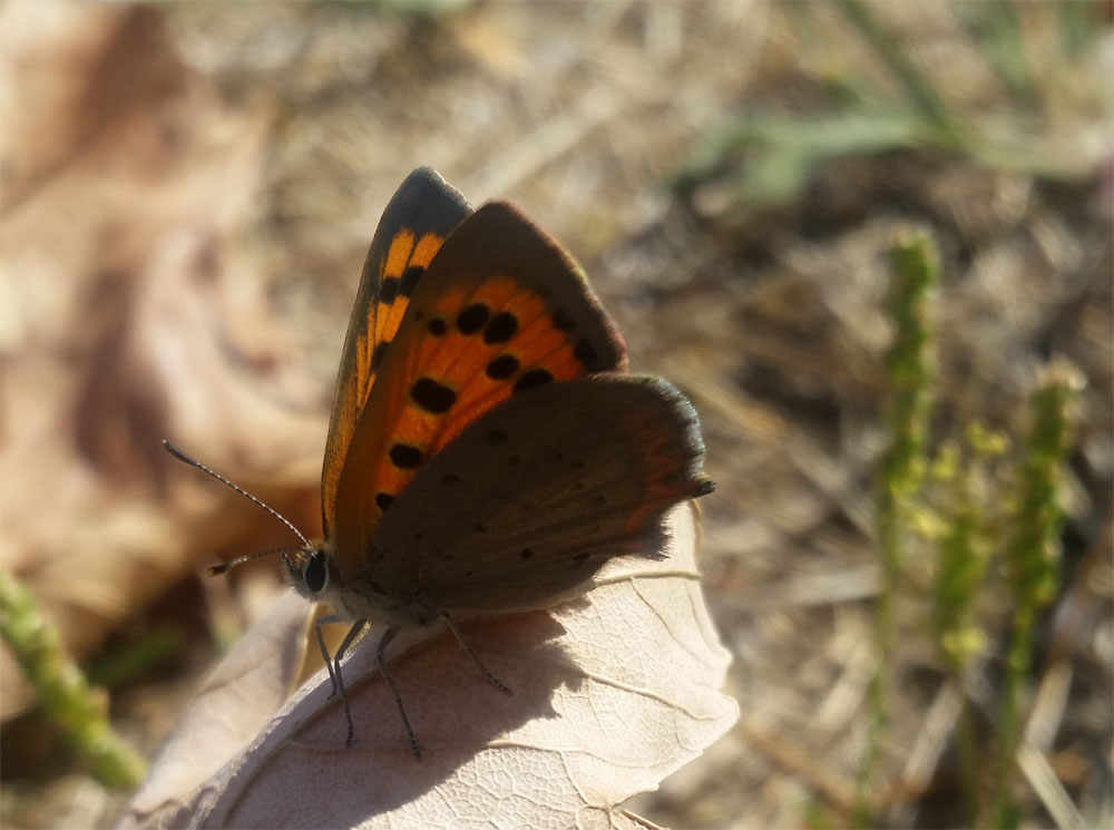 [Image: y20180909_110726.jpg]