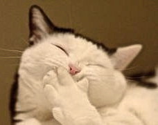 cat_giggling.jpg