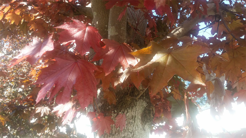 [Image: 32416412_768481860207603_27.jpg]