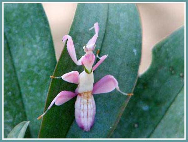 [Image: Flowers_Mantises2.jpg]