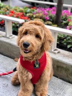 goldendoodle akc breeders