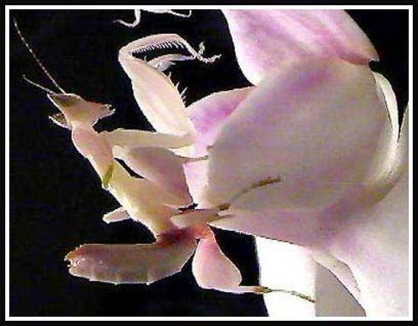 [Image: Flowers_Mantises1.jpg]