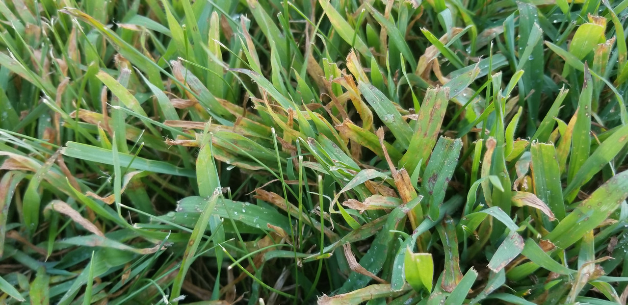 Crab grass looks sick? | Lawn Care Forum