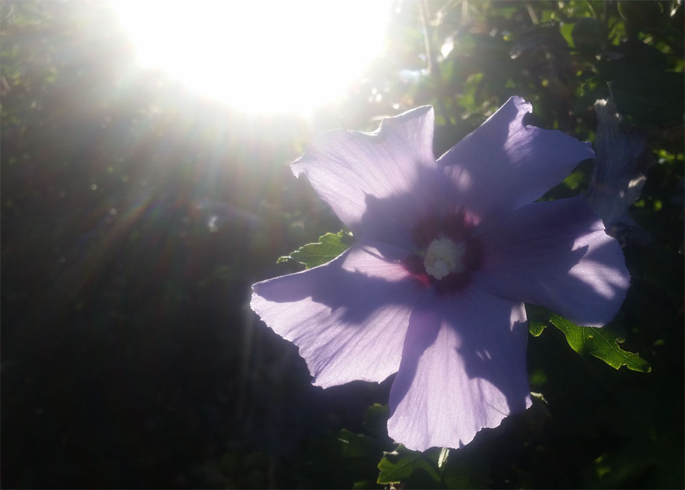 [Image: y20180806_083243.jpg]