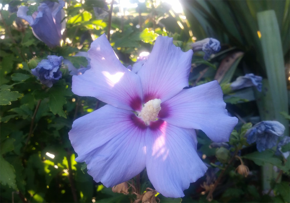 [Image: y20180806_083213.jpg]