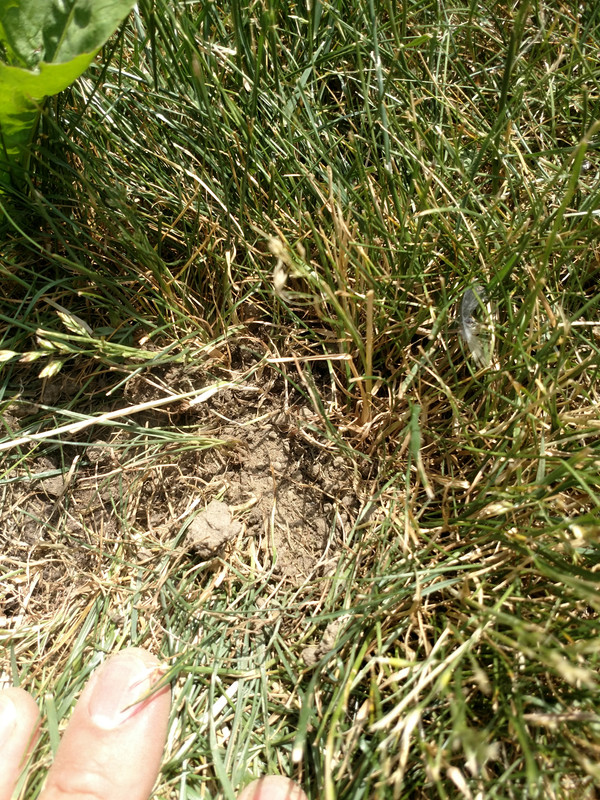 Small mounds of soil /dead spots | Lawn Care Forum