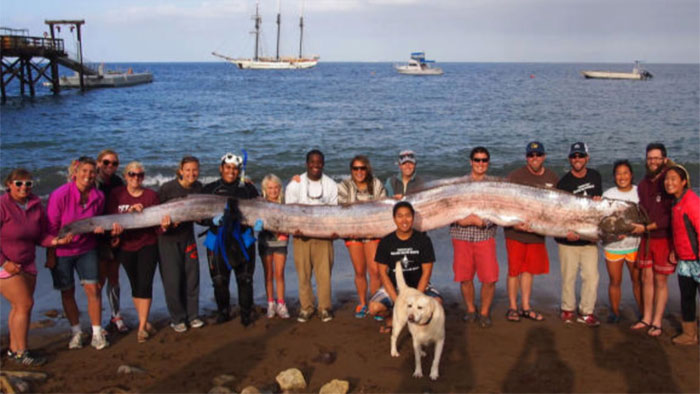 [Image: ca-oarfish.jpg]