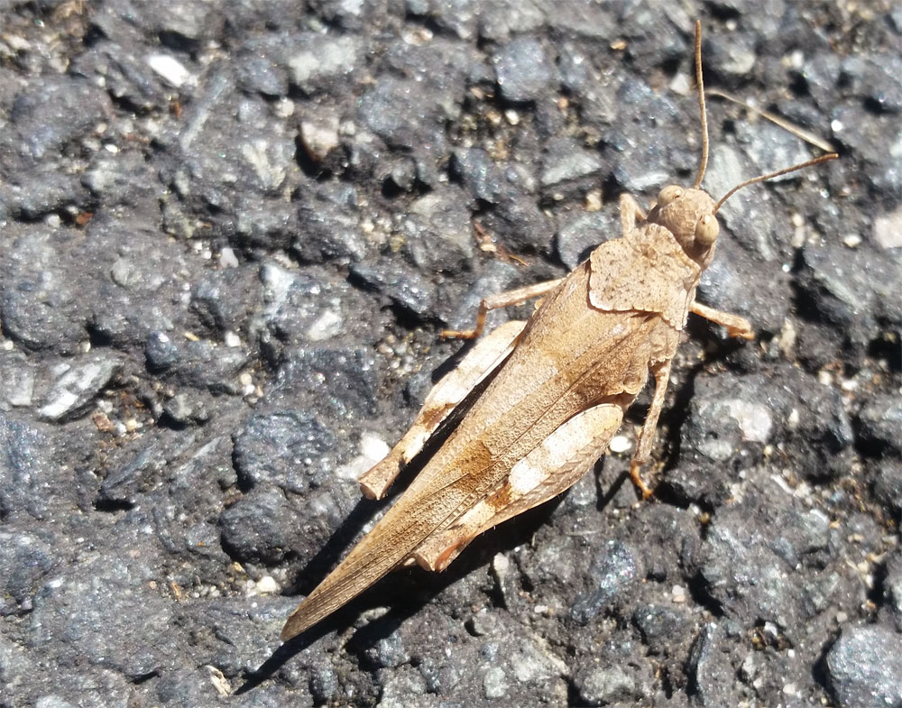 [Image: y20180812_132102.jpg]