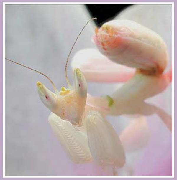[Image: Flowers_Mantises5.jpg]