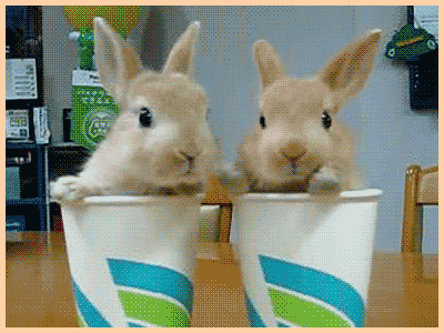 Bunnies_in_Cups_Gif_source_whyaminotarabbit_on_tumblr.gif