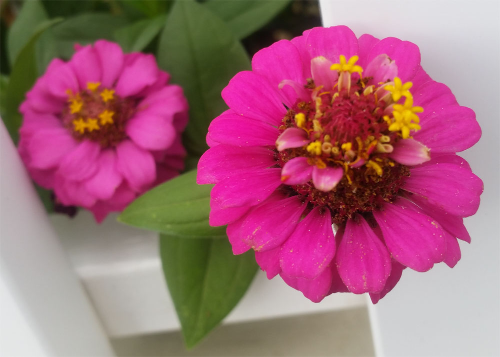 [Image: y20180813_105927.jpg]