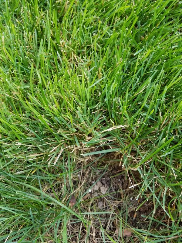 Is this nutsedge? | Lawn Care Forum