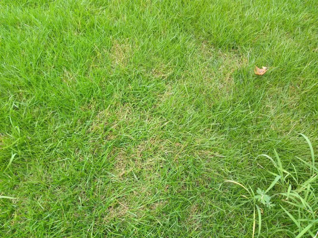 New Zeon Zoysia Sod - Drought Stress Or Fungus? - The Lawn Forum