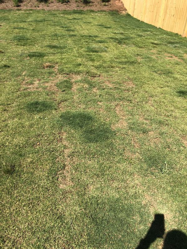 Got some BAD sod with my new home let s save it Lawn Care Forum