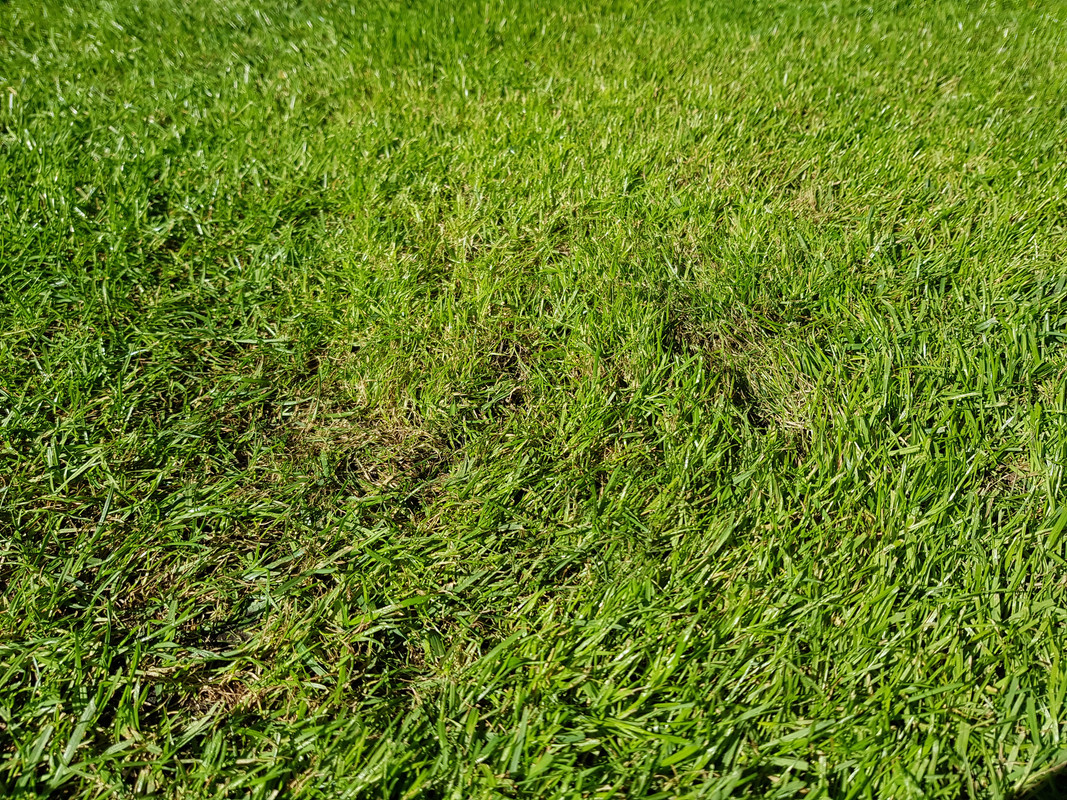 Weak grass | Lawn Care Forum