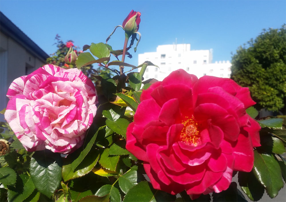 [Image: y20180909_110543.jpg]