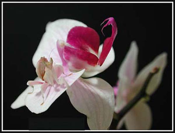 [Image: Flowers_Mantises6.jpg]