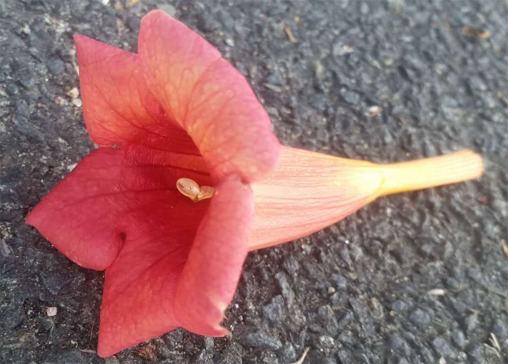 [Image: y20180806_082519.jpg]